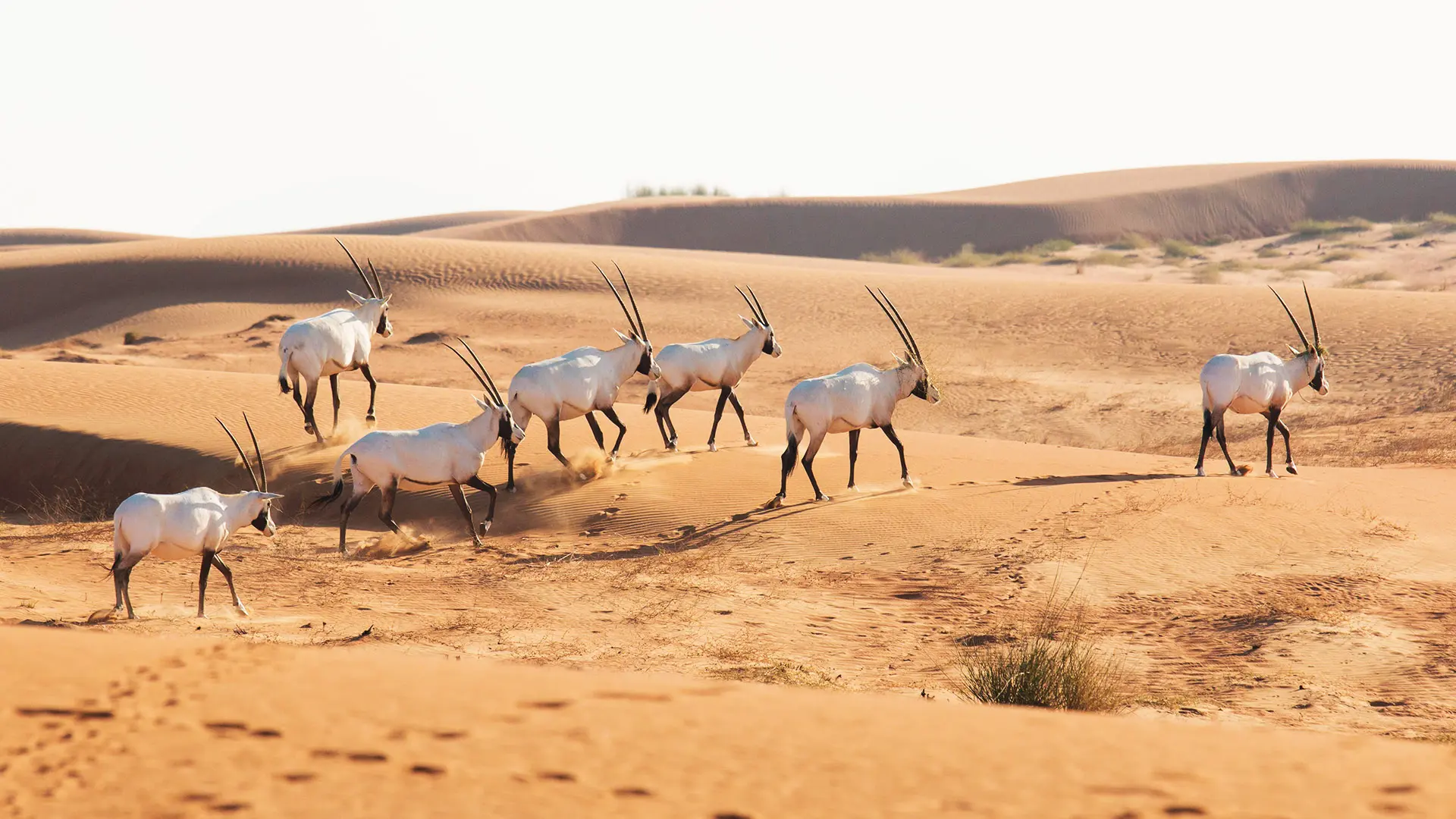 arabia saudita flora y fauna - Cuál es el animal nacional de Arabia Saudita