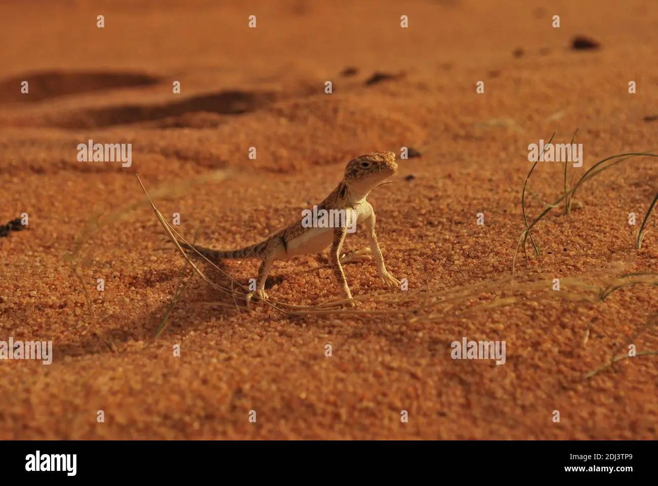 arabia saudita flora y fauna - Cuál es el clima en Arabia Saudita