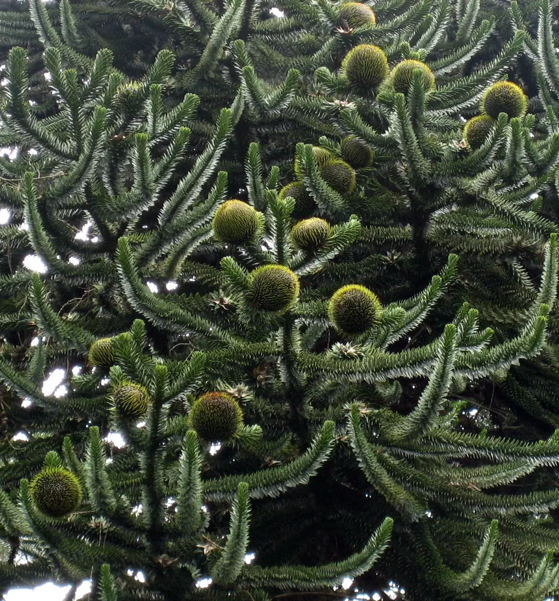 flor del pino - Cuál es el fruto de Los pinos