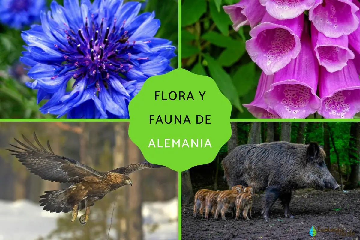 flora de alemania - Cuál es la fauna de Alemania