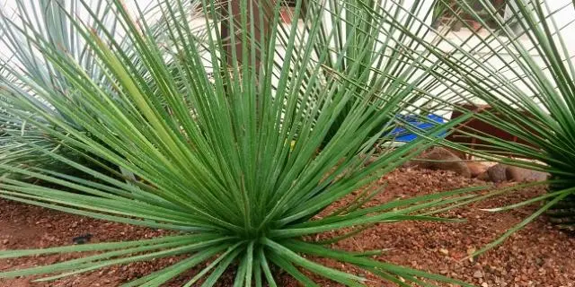 cual es la flora de chihuahua - Cuál es la fauna de Chihuahua