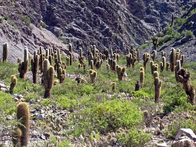 flora de la quebrada de jujuy - Cuál es la fauna de la Quebrada de Jujuy