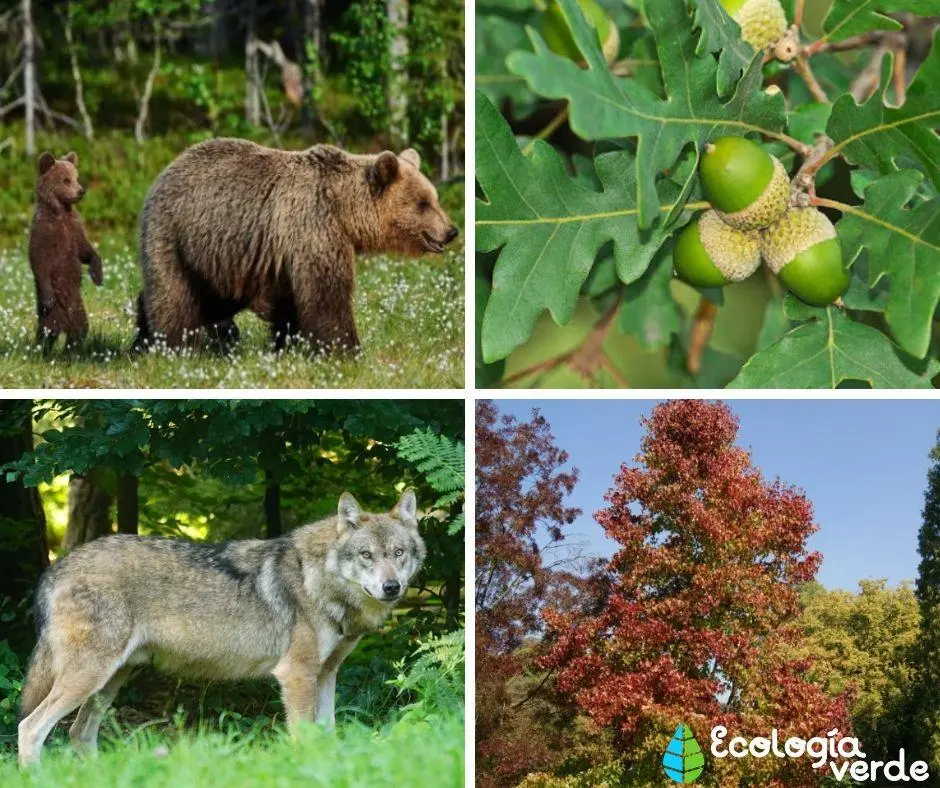 flora del bosque mixto - Cuál es la fauna de los bosques mixtos