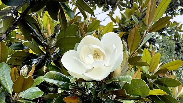 arbol que da flores blancas grandes - Cuál es la flor de la magnolia