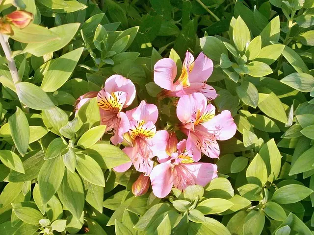 flores de septiembre - Cuál es la flor de los nacidos en septiembre