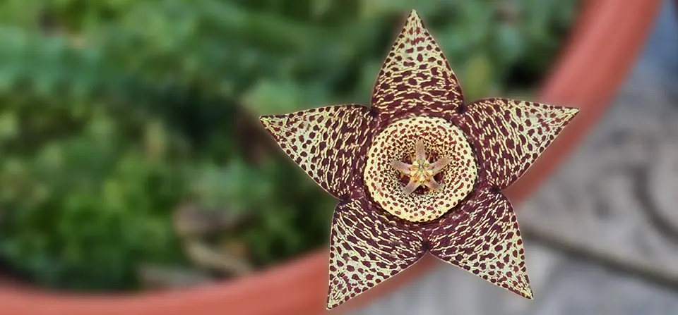 flor estrella - Cuál es la flor del lagarto