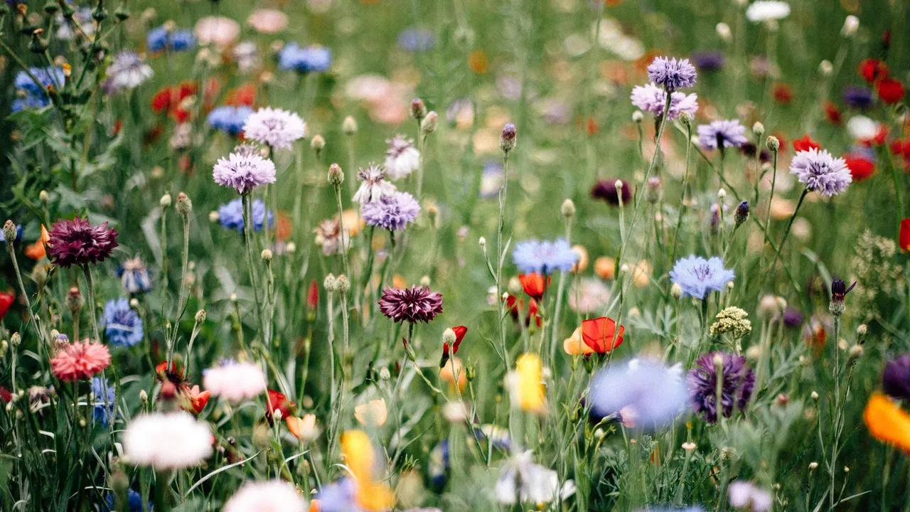 flores caras - Cuál es la flor más cara del mundo cuánto cuesta