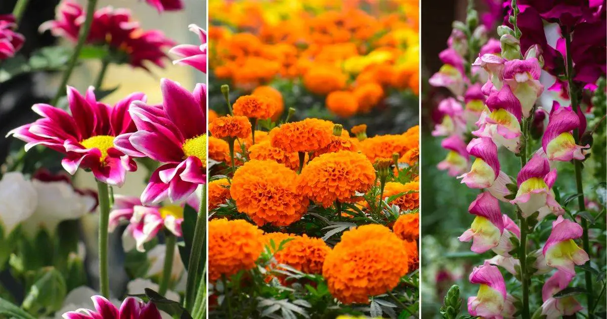 flores de sol que florecen todo el año - Cuál es la flor más resistente