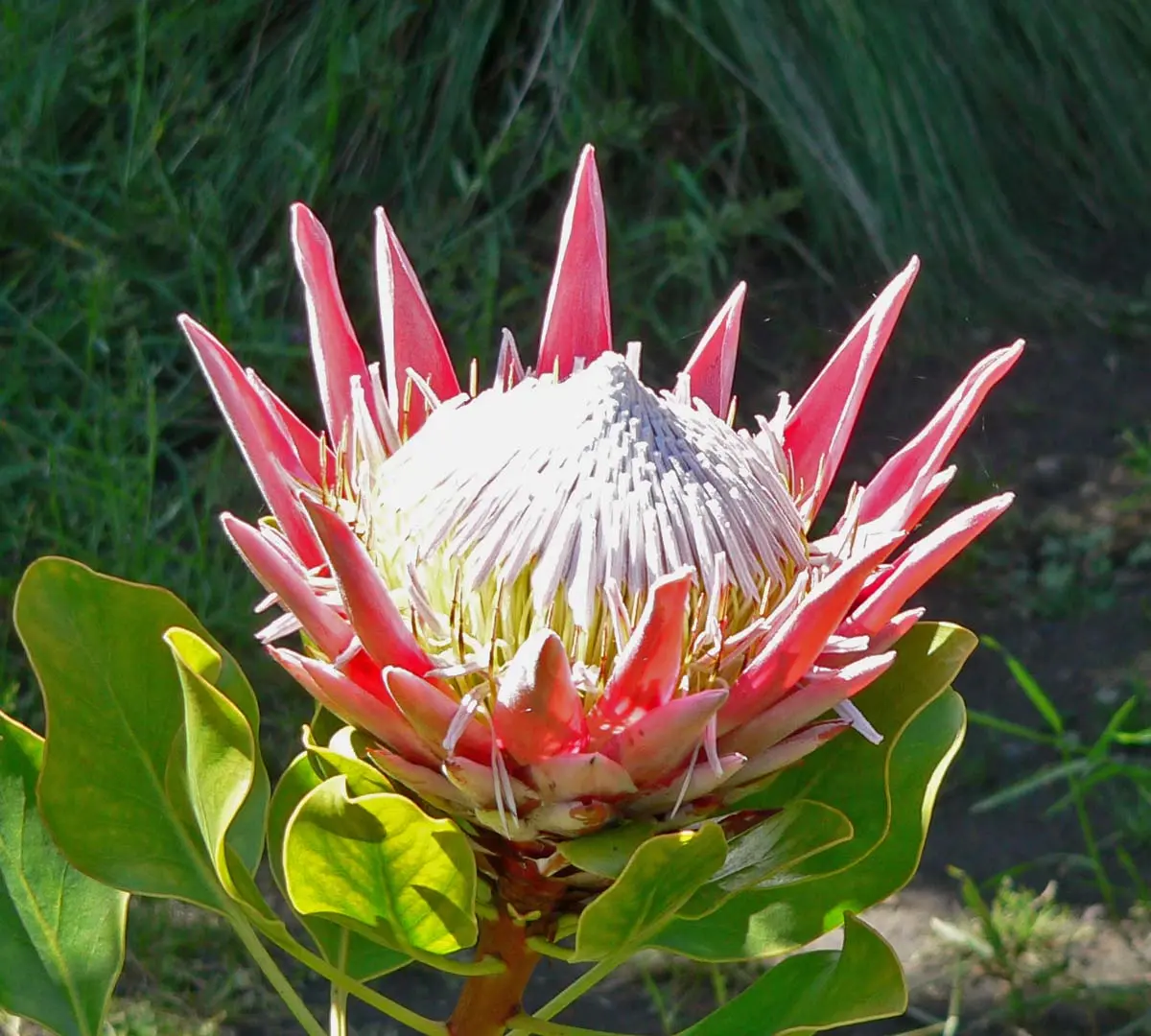 flora de africa - Cuál es la flor nacional de África
