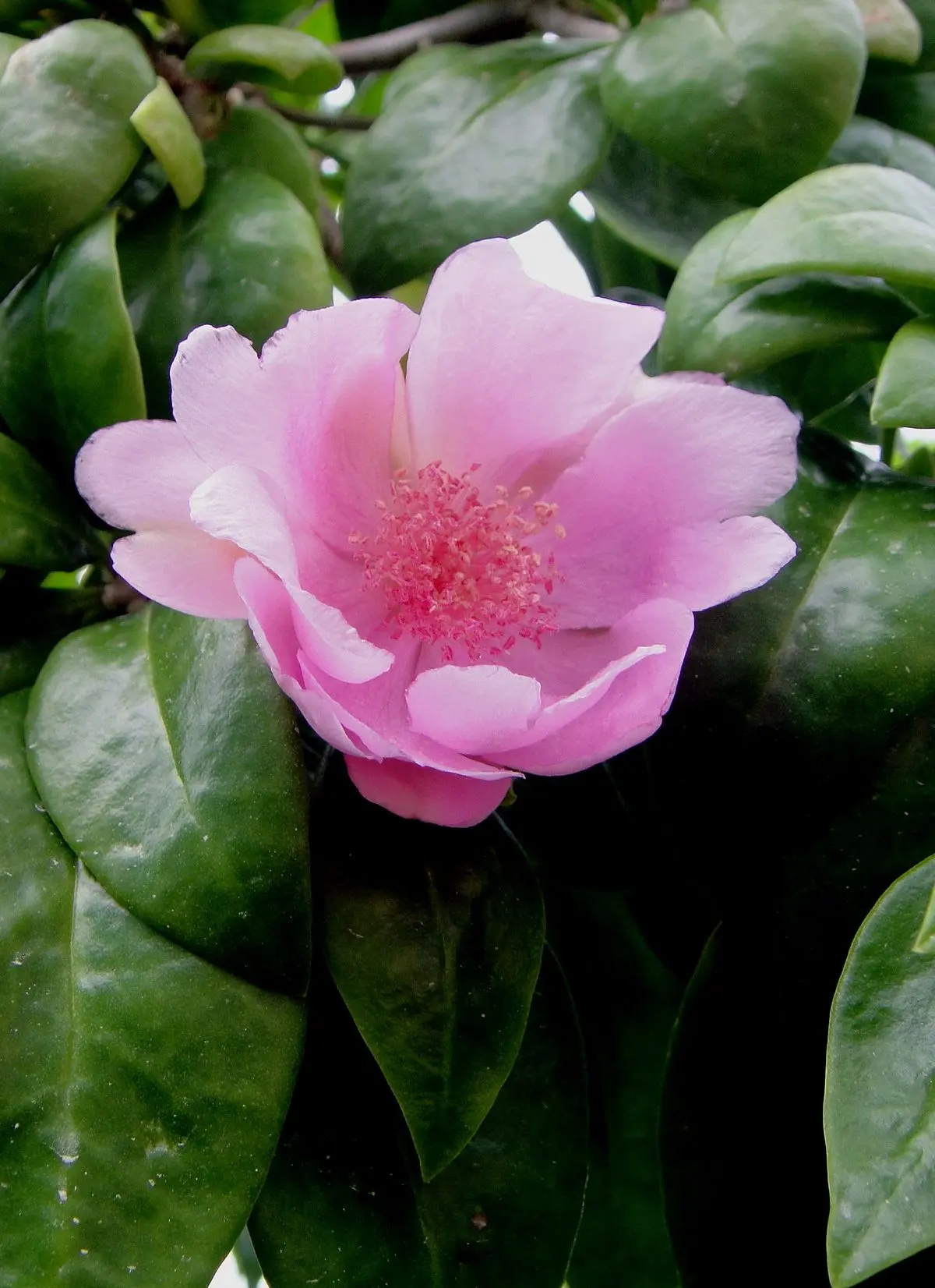 dominicanas en flores - Cuál es la flor nacional de Republica