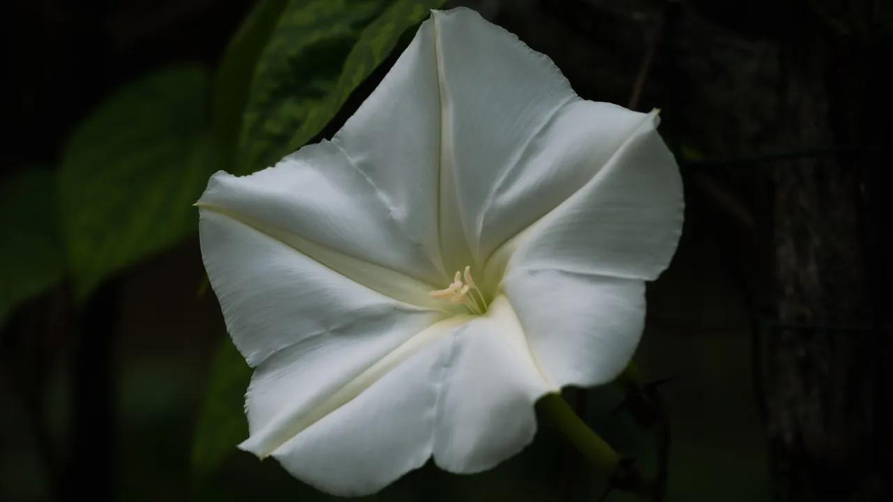 flor de luna - Cuál es la flor que florece una vez al año