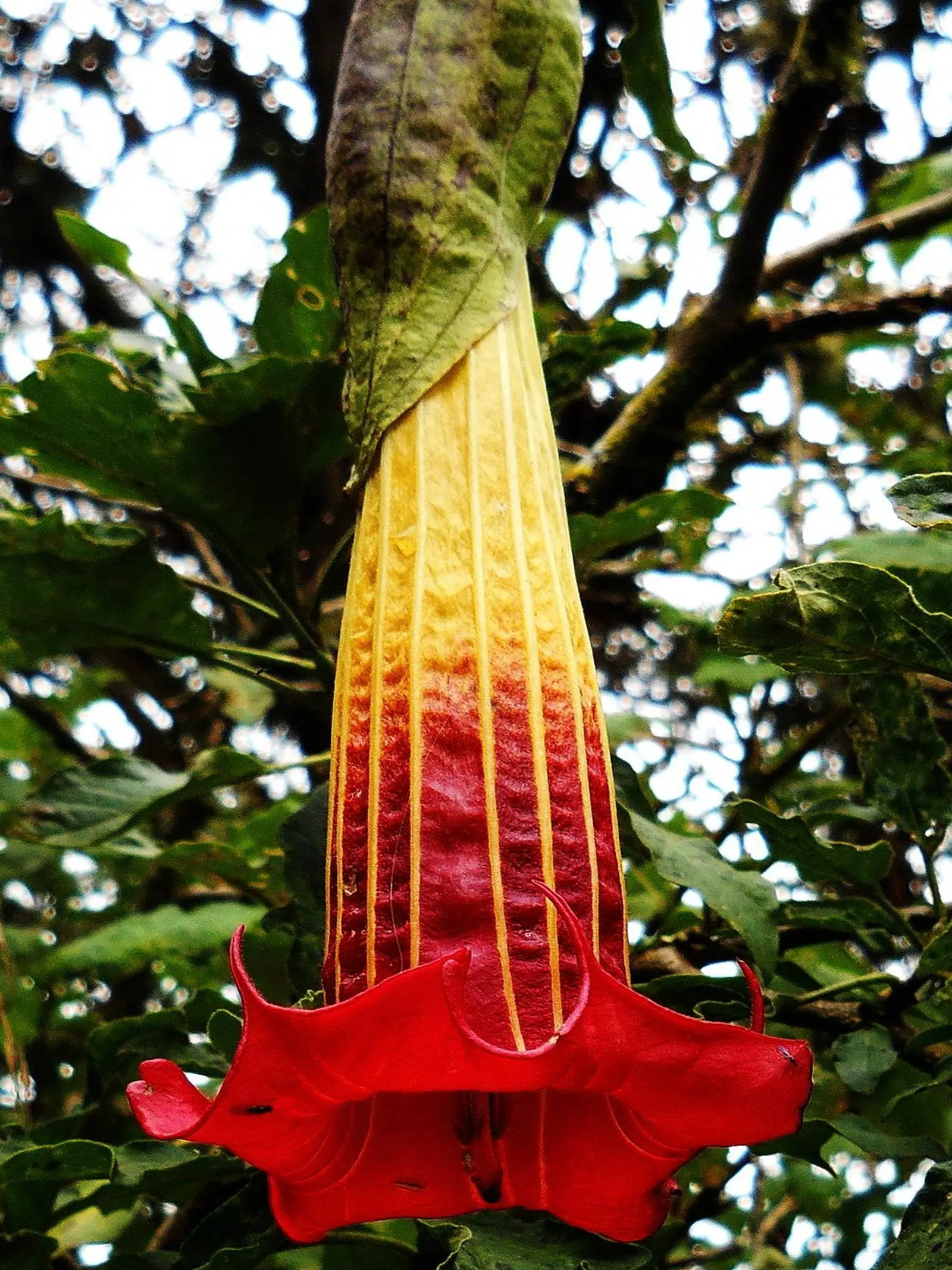 flora del oriente ecuatoriano con nombres - Cuál es la flora del oriente ecuatoriano