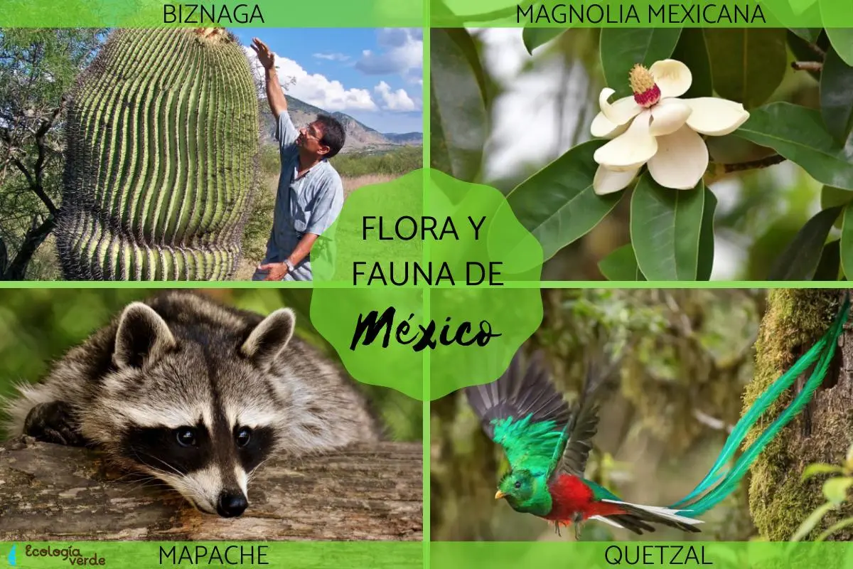 flora y fauna de mexico - Cuál es la flora en México