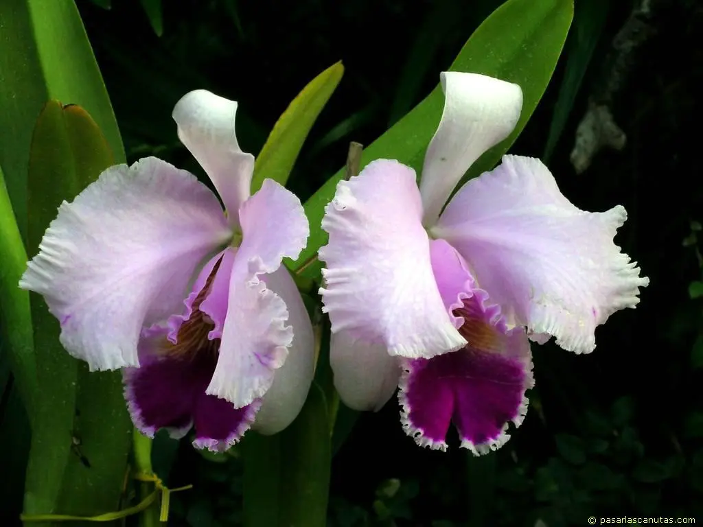 flor de colombia orquidea - Cuál es la importancia de la orquídea en Colombia