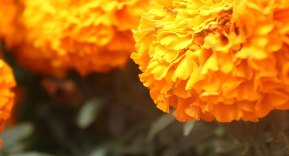 flor de cempasúchil - Cuál es la leyenda de la flor cempasúchil
