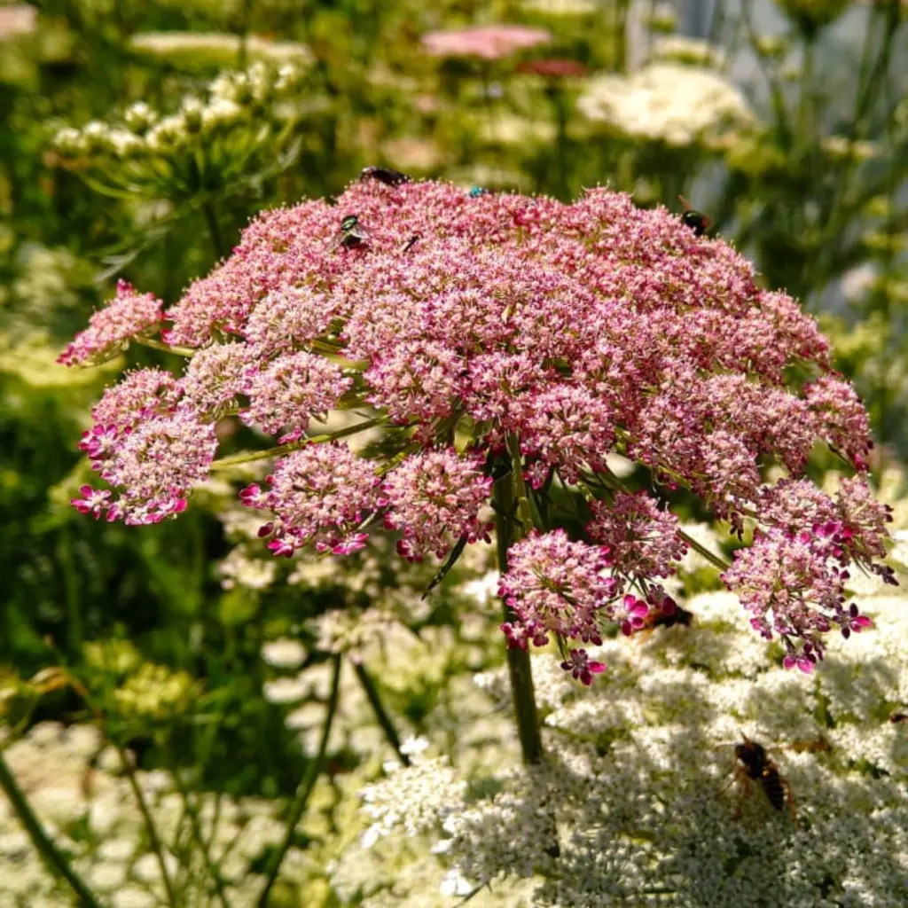 zanahoria flor - Cuál es la parte comestible de la zanahoria