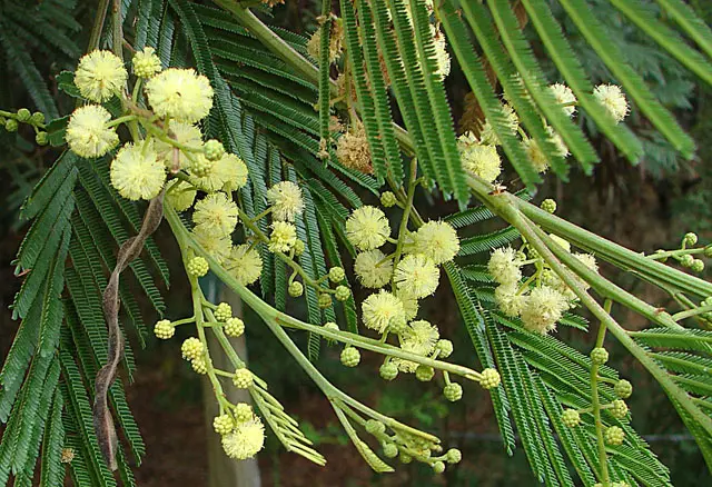 anadenanthera colubrina flor - Cuál es la planta de Curupau