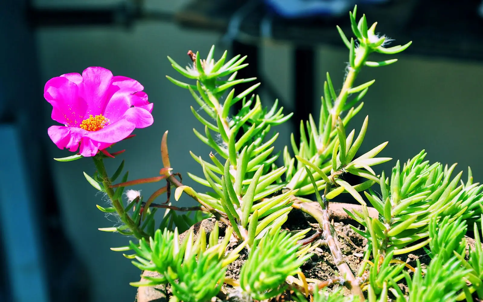 flor de amor planta - Cuál es la planta del amor eterno