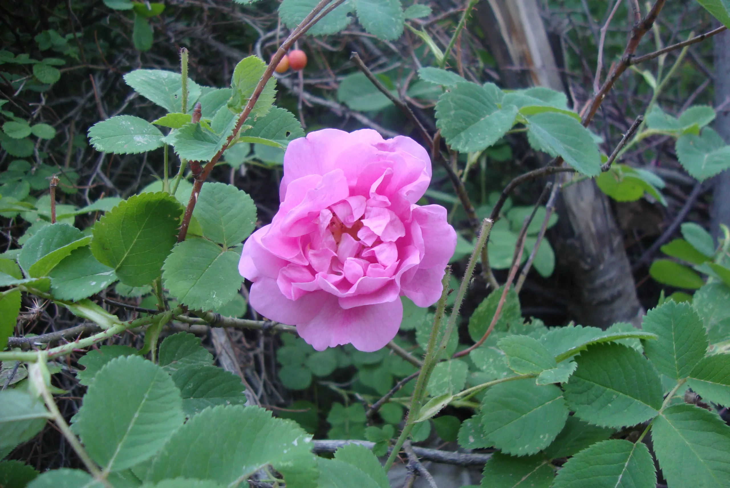 flor rosa damascena - Cuál es la rosa turca