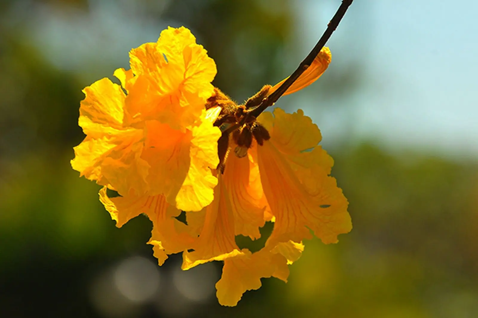 flor tradicional de brasil - Cuál la flor nacional de Brasil