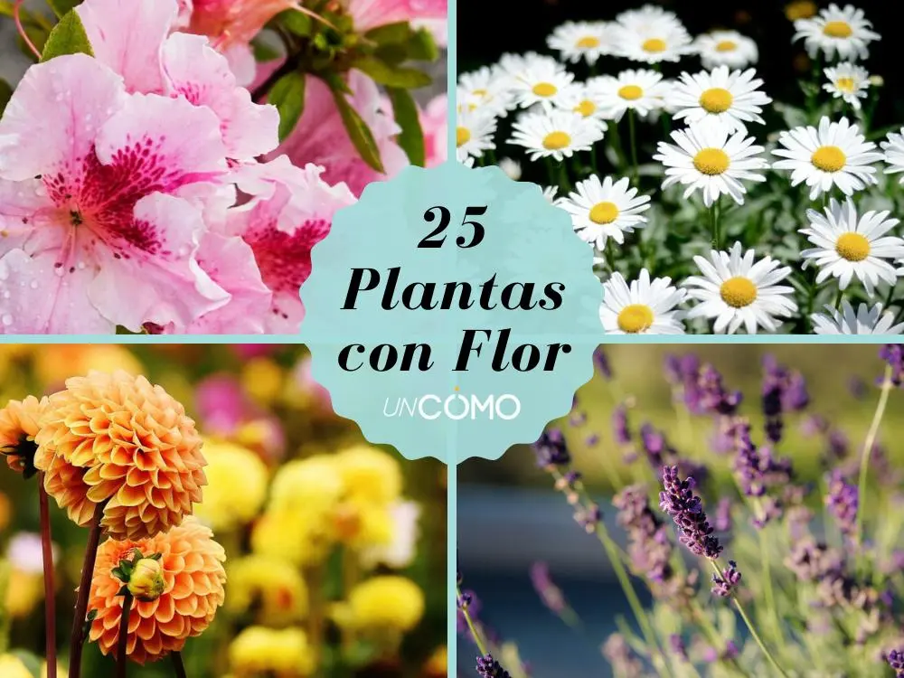 las plantas con flores - Cuáles son las características de las plantas con flores