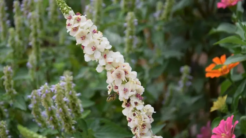 planta de flores en espiga - Cuáles son las flores de espiga