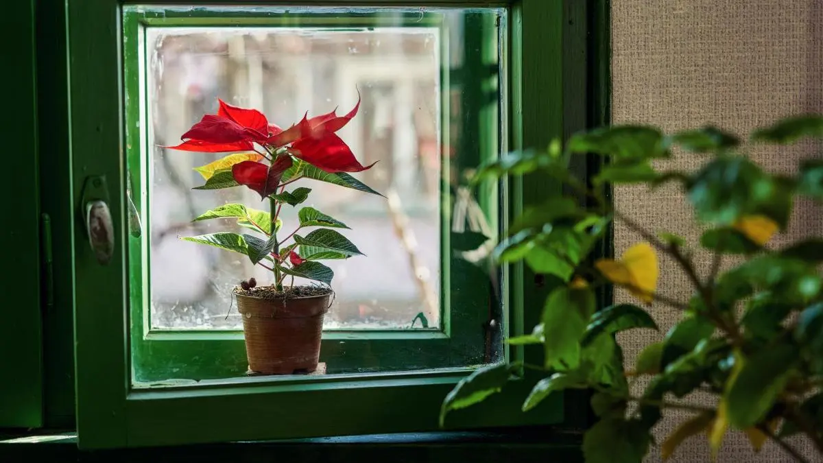 flores de invierno - Cuáles son las flores de temporada en diciembre