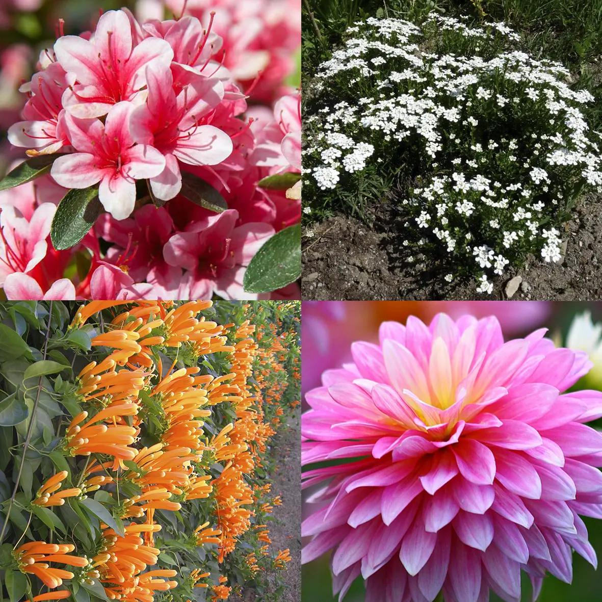 flores de esta estacion - Cuáles son las flores del mes de julio