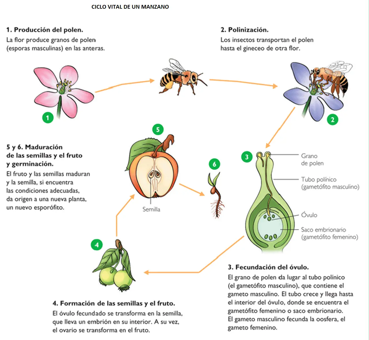 reproduccion de las plantas con flores - Cuáles son las formas de reproducción de las plantas