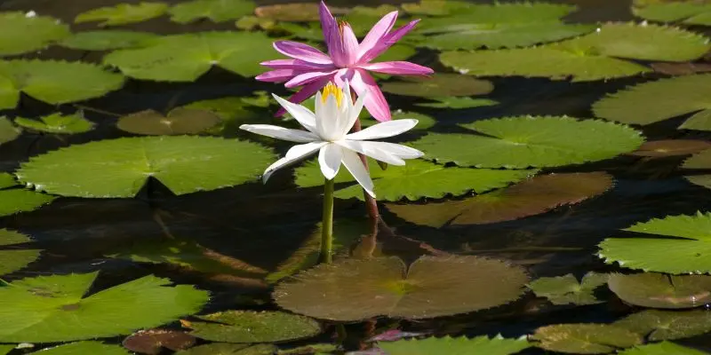 flora de la región amazónica - Cuáles son las plantas de la selva