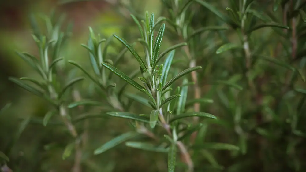 flor de romero