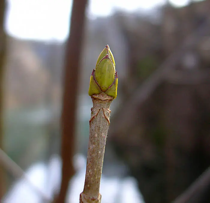 yemas de flor - Cuáles son las yemas de madera