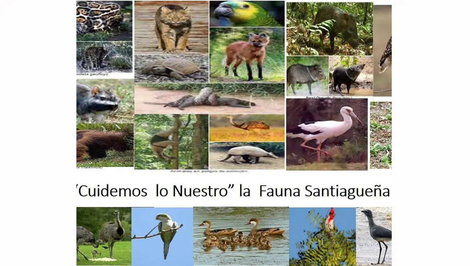 flora y fauna de santiago del estero imagenes - Cuáles son los animales en peligro de extinción en Santiago del Estero