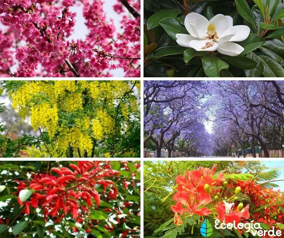 arboles con flores argentina - Cuáles son los árboles nativos de Argentina
