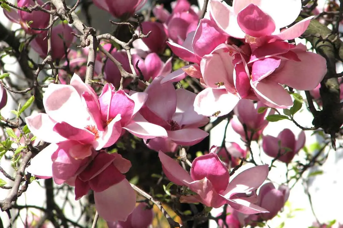 arboles ornamentales con flores - Cuáles son los árboles ornamentales