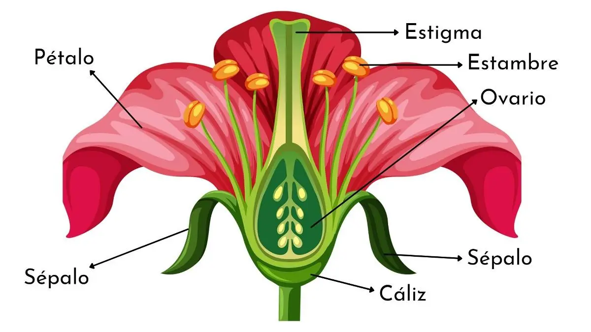 que es el caliz de la flor - Cuáles son los tipos de cáliz