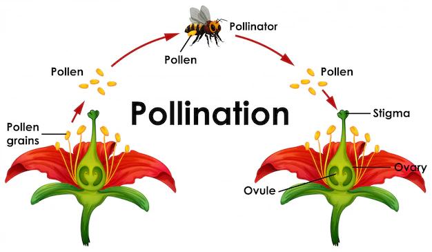 que es la polinización de las flores - Cuáles son los tipos de polinización