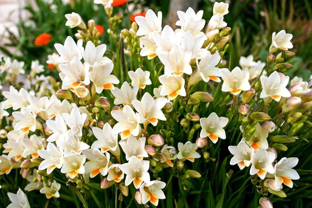 flores de estacion primavera argentina - Cuándo empieza la floración en Argentina