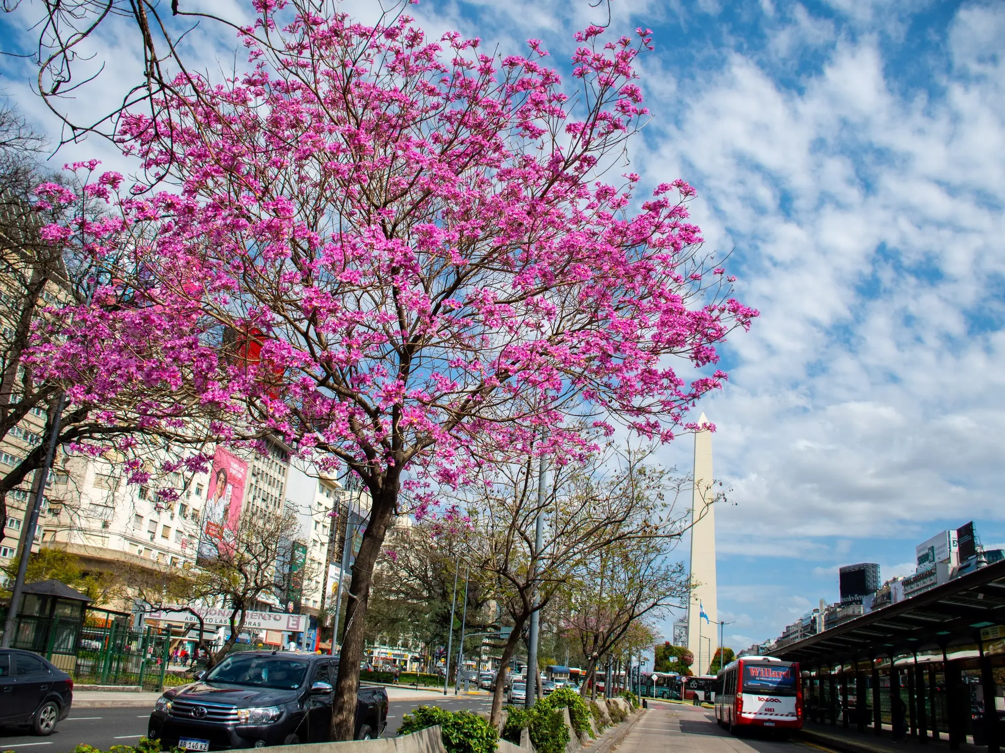 flores de primavera en argentina - Cuándo empieza la floración en Argentina