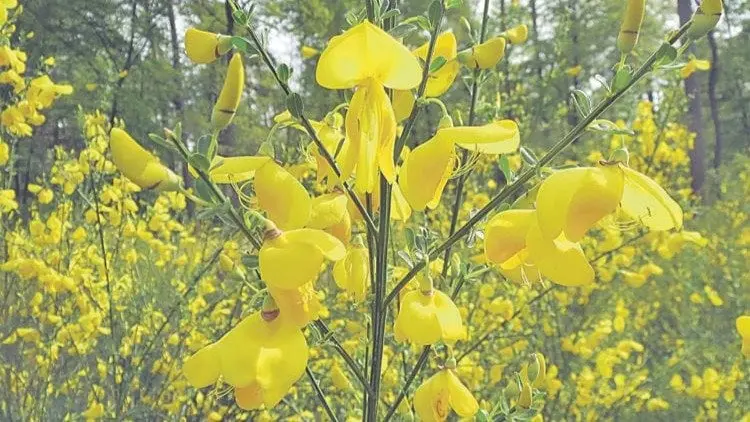 arbusto muy ramificado de flores amarillas ornamentales - Cuándo florece el Loropetalum