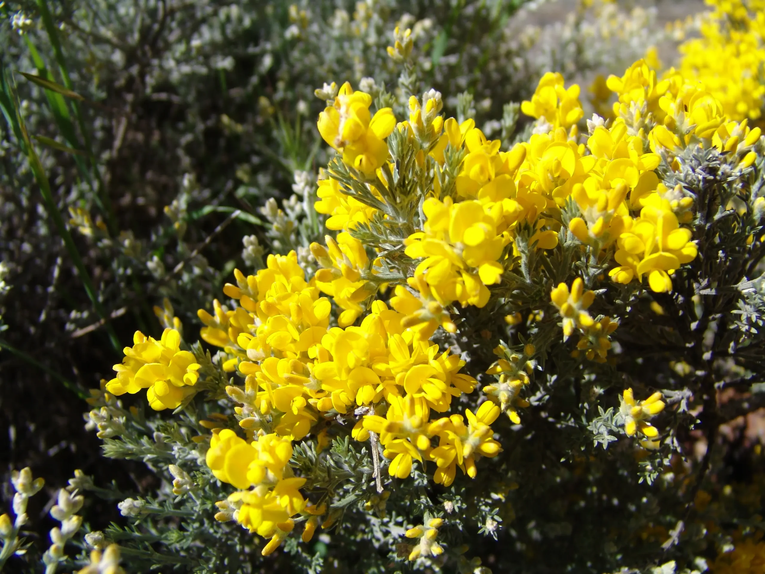 amarillo flor de retama - Cuándo florece la retama amarilla