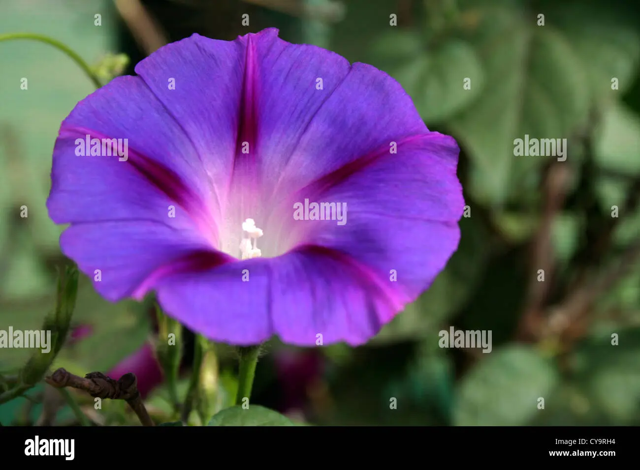 flor campana violeta - Cuándo florecen las campanulas