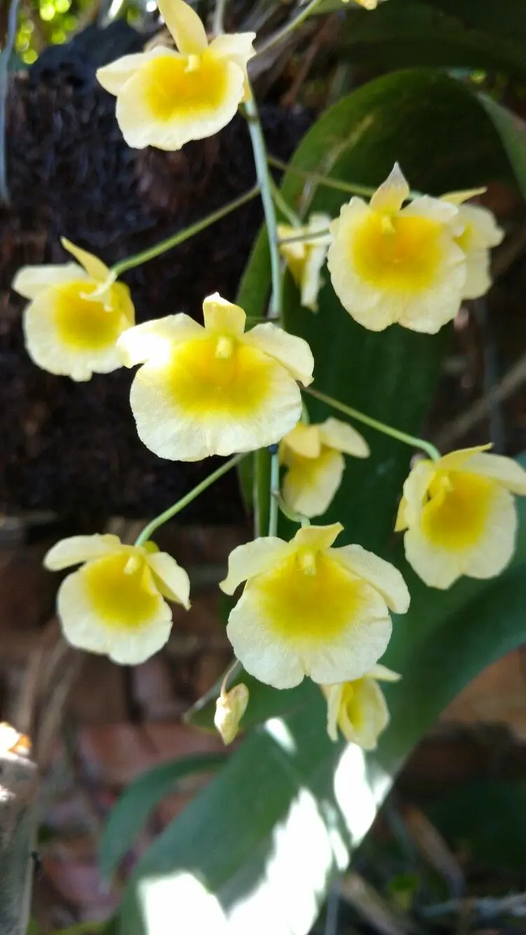 flores de la selva misionera - Cuántas especies de plantas hay en Misiones