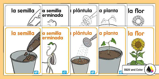 el ciclo de la vida de una planta con flor - Cuántas etapas tiene el ciclo de vida de las plantas