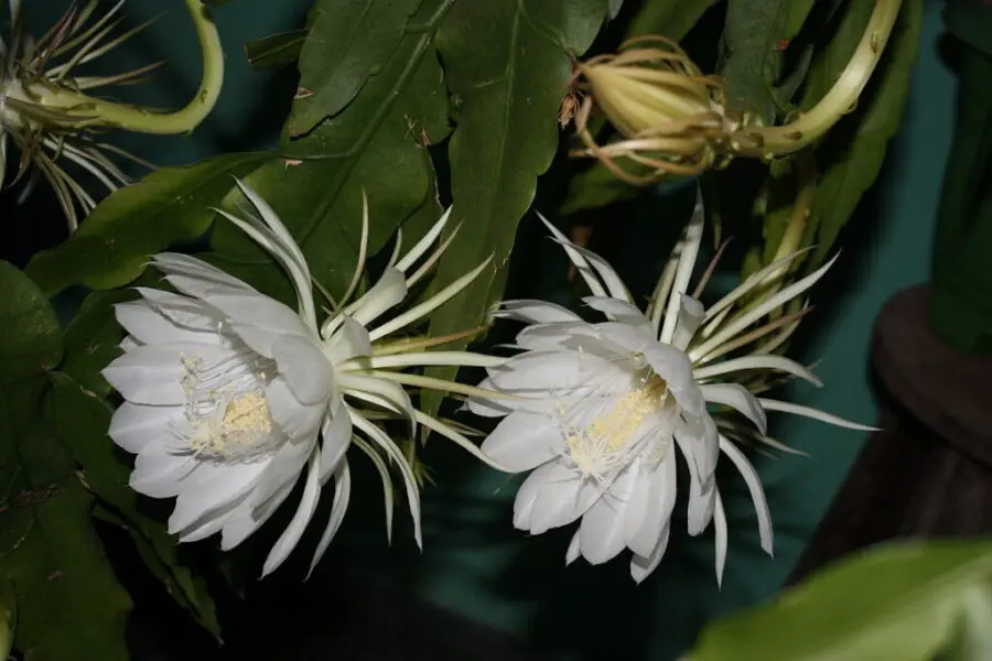 flor con cara - Cuánto cuesta la flor más cara del mundo