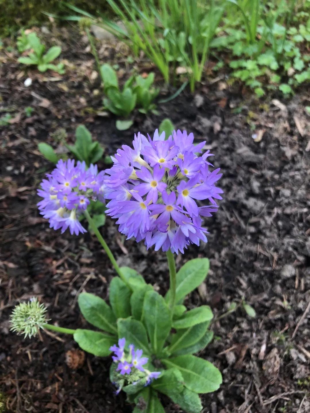 primula flor - Cuánto dura la flor de la prímula