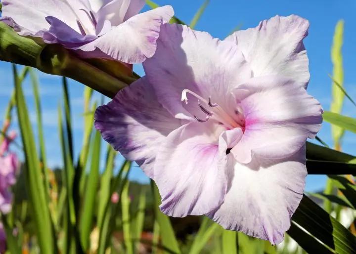 flor de gladiola - Cuánto tiempo dura la flor de la gladiola