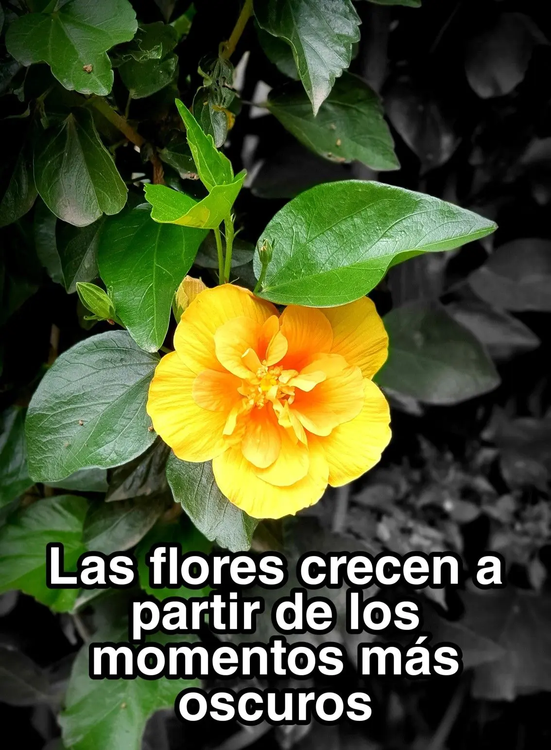 como crece una flor