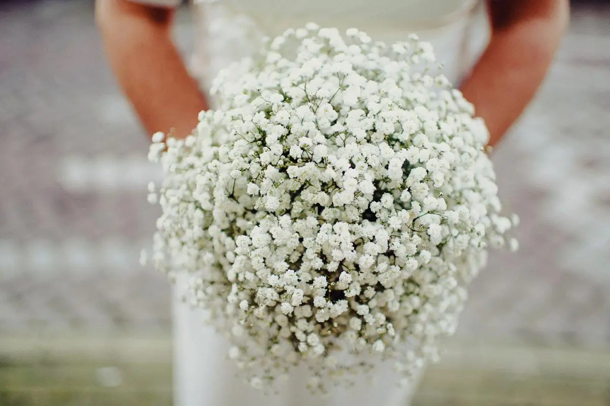 nube blanca flor - Cuántos días dura la flor nube