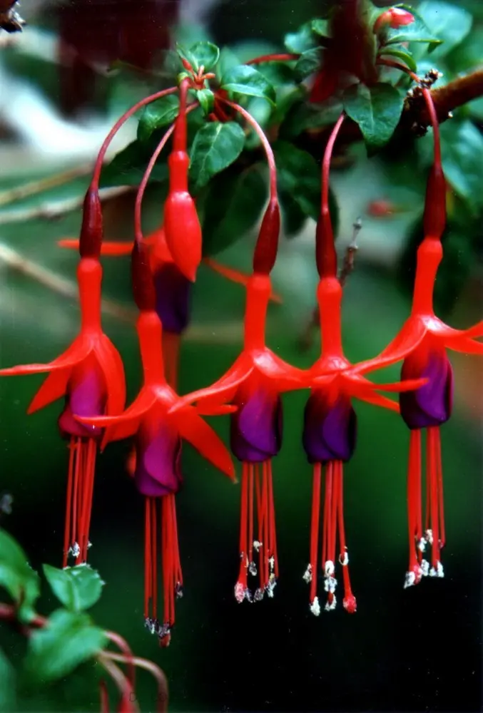 flores parecidas al copihue - Cuántos tipos de copihues hay